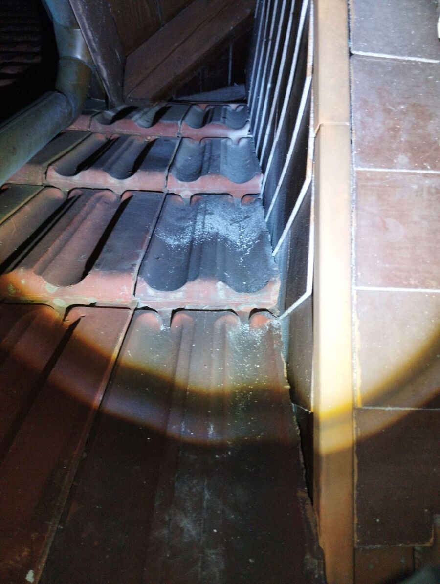 Relocate bees & remove bee nest