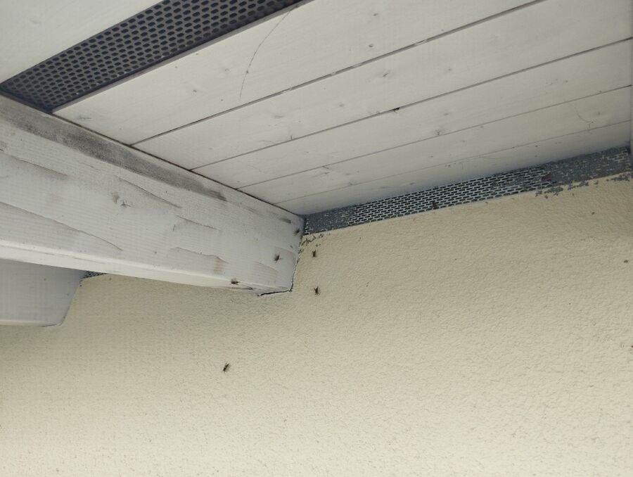 Bee nest at the house remove