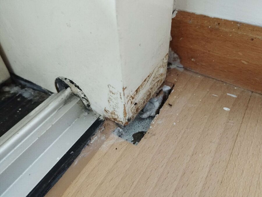 Relocate bees & remove bee nest