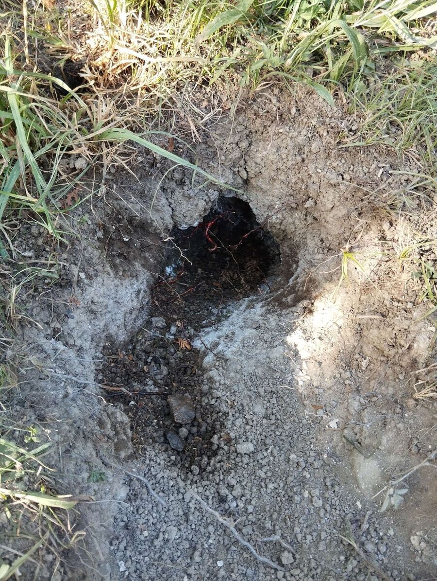 Bee nest at the house remove