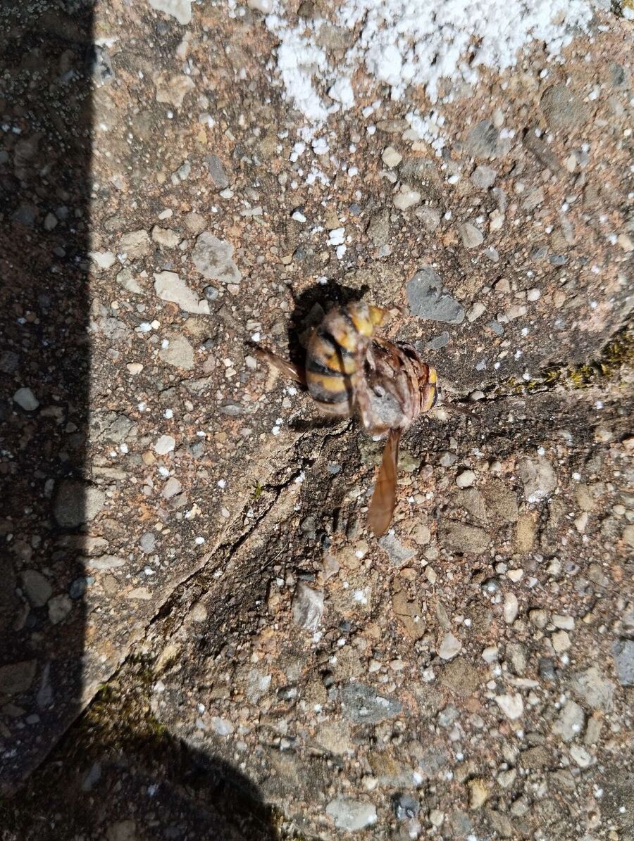 Relocate bees & remove bee nest