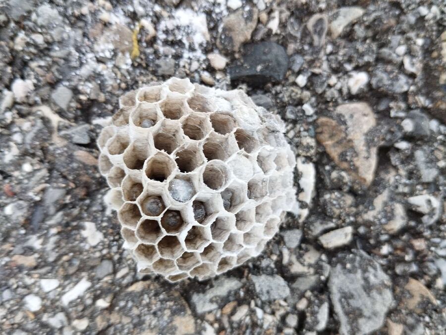 Relocate bees & remove bee nest