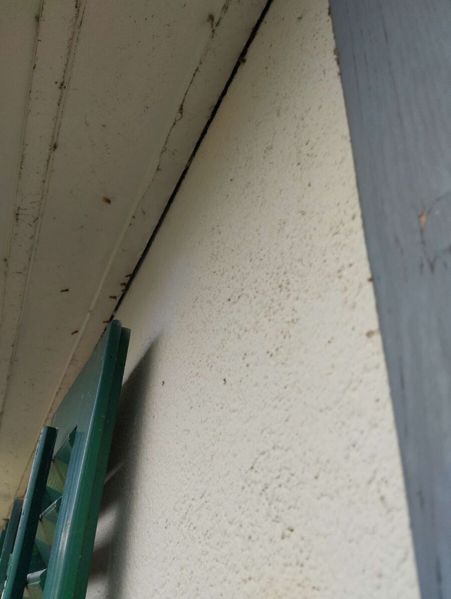 Relocate bees & remove bee nest