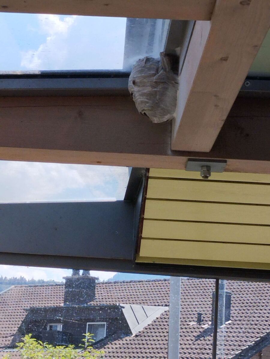 Bee nest at the house remove