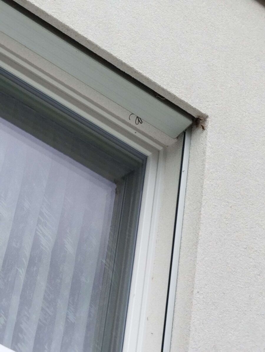 Bee nest at the house remove