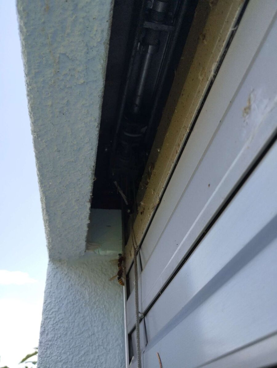 Bee nest at the house remove