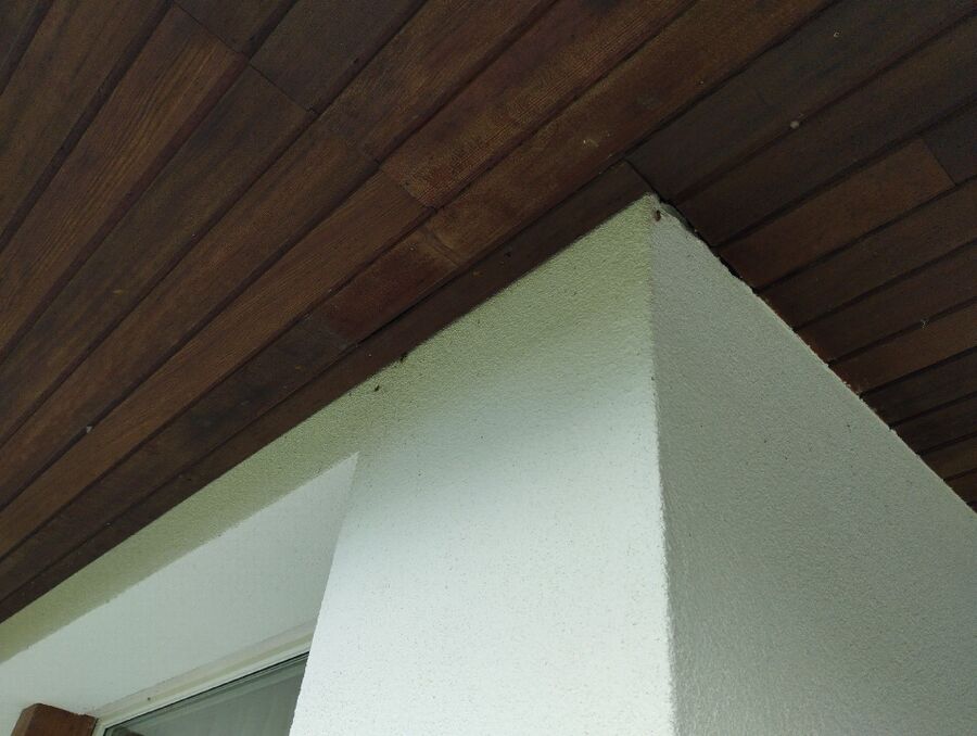 Relocate bees & remove bee nest