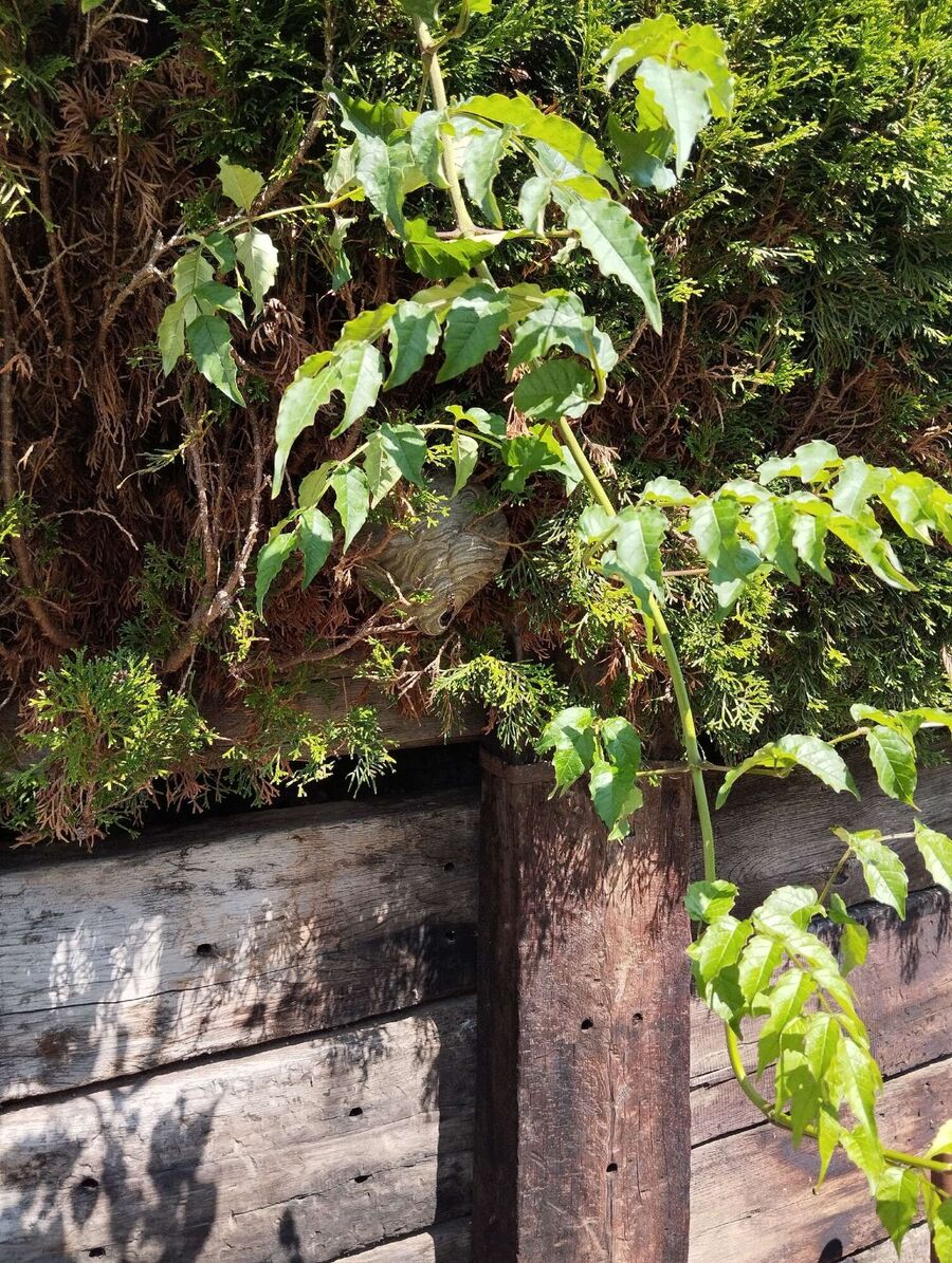 Bee nest at the house remove