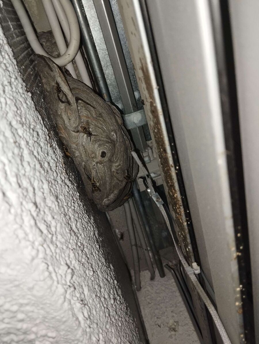 Bee nest at the house remove