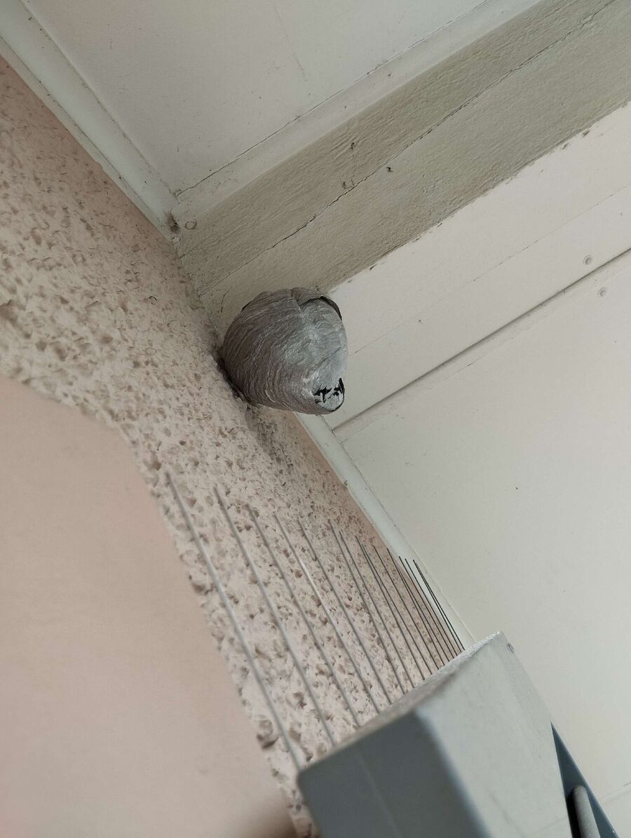 Relocate bees & remove bee nest