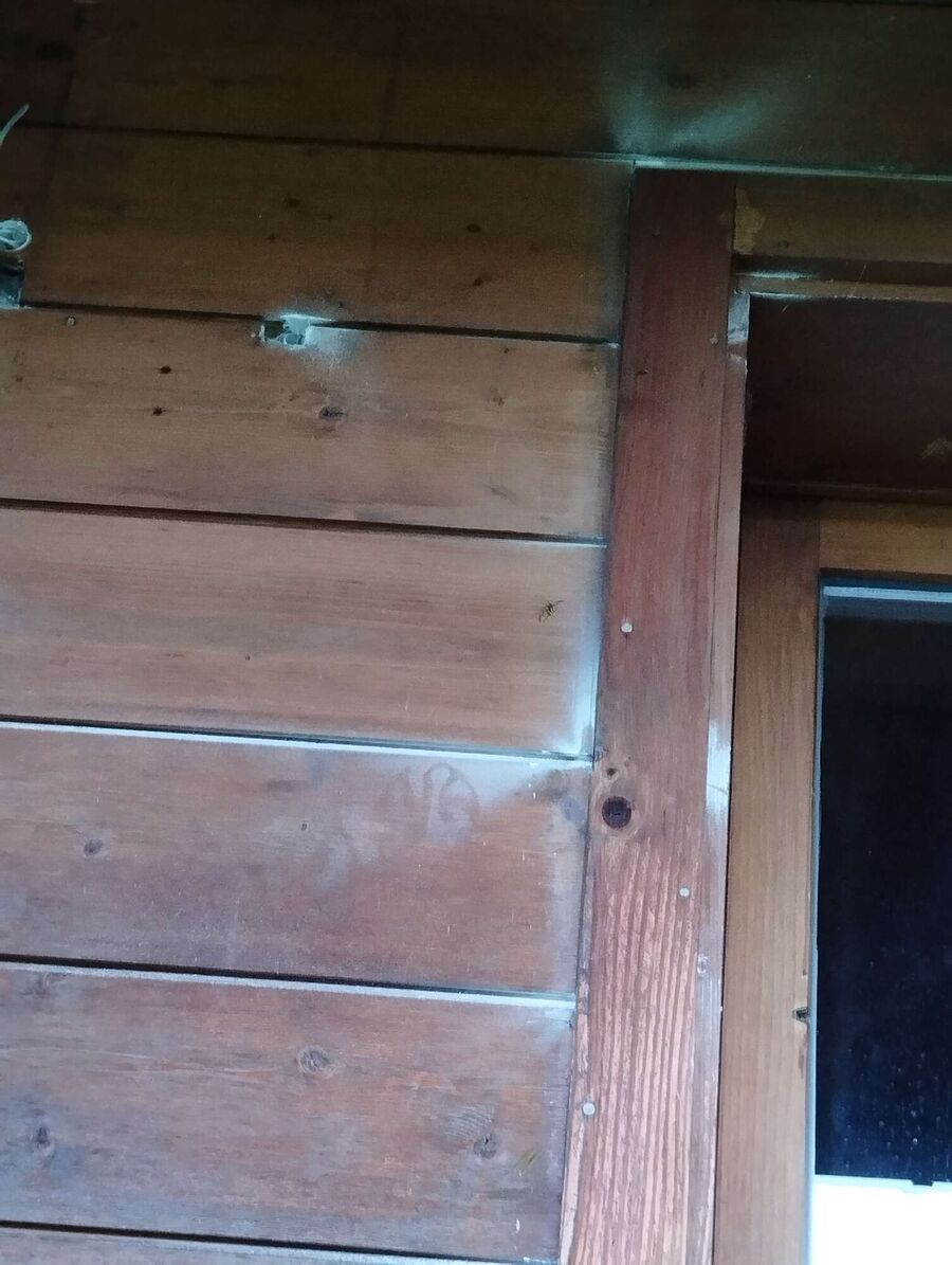 Relocate bees & remove bee nest