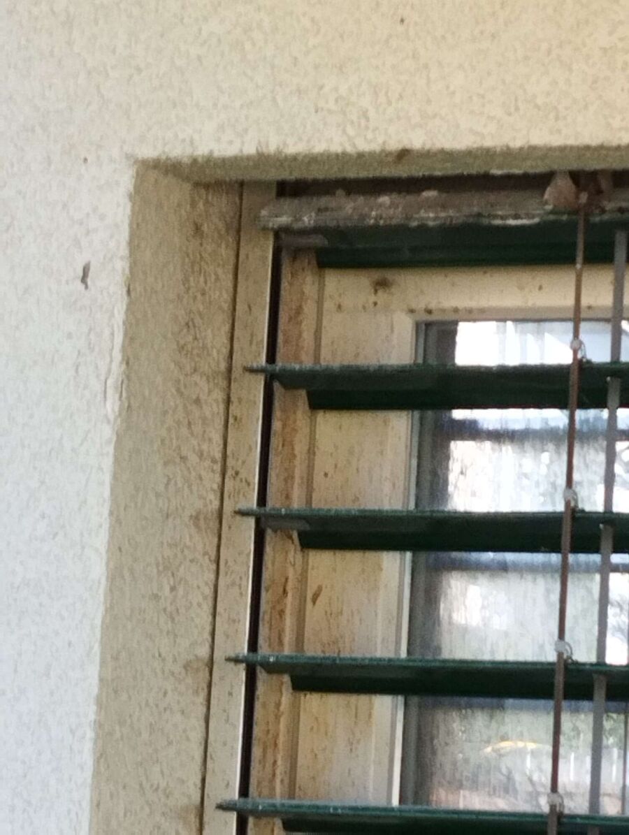 Relocate bees & remove bee nest