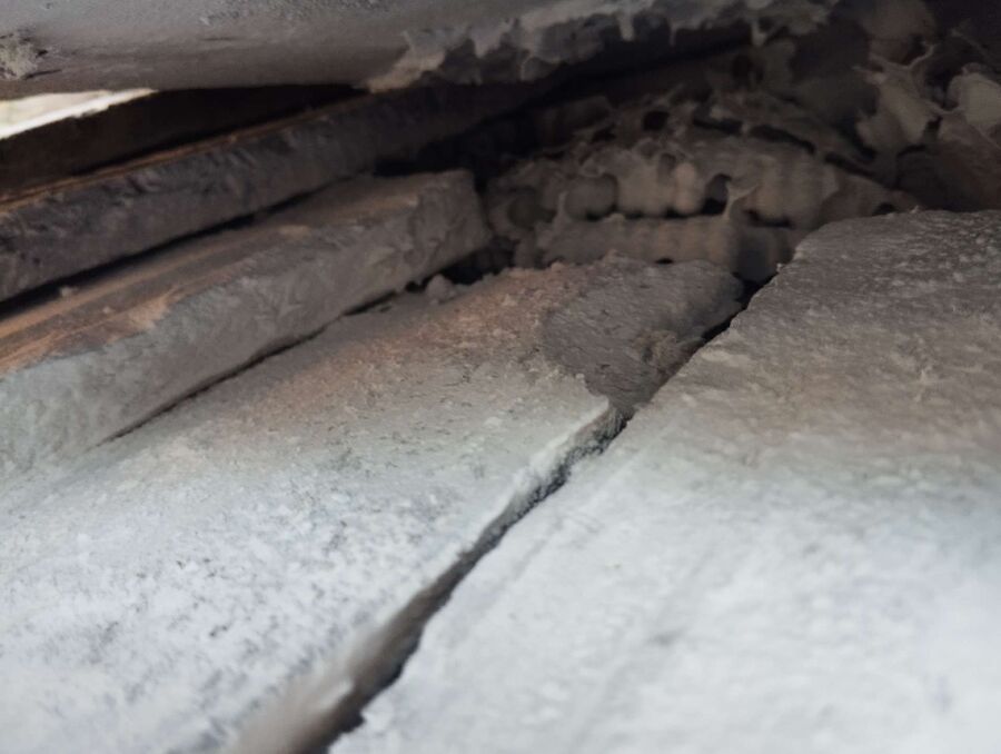 Relocate bees & remove bee nest