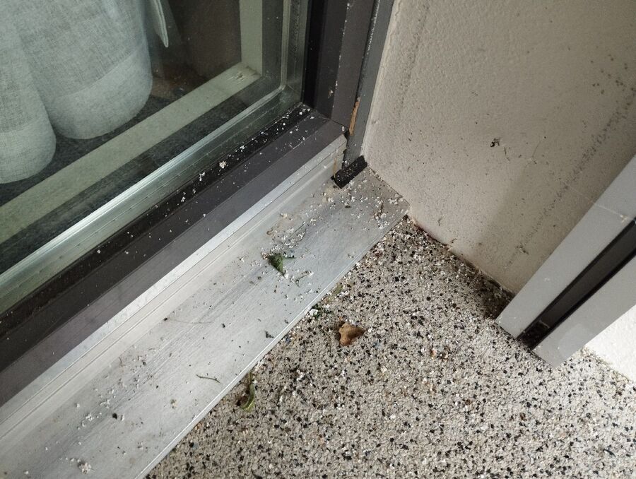 Relocate bees & remove bee nest