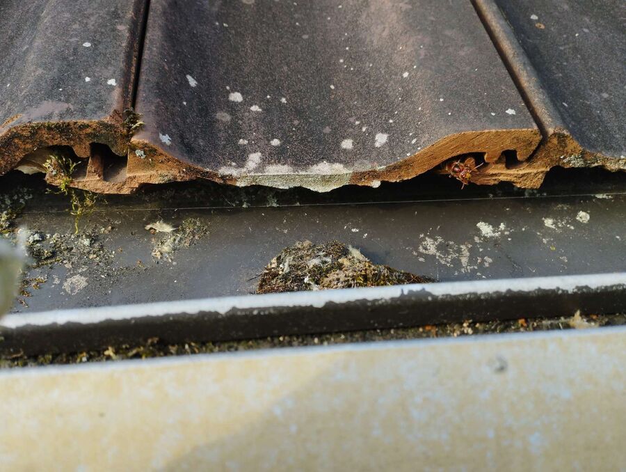 Bee nest at the house remove