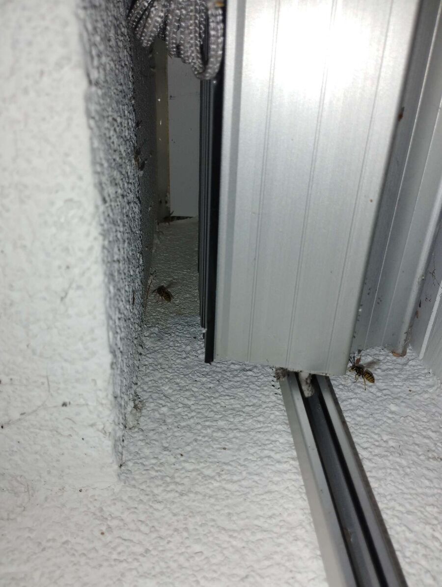 Bee nest at the house remove