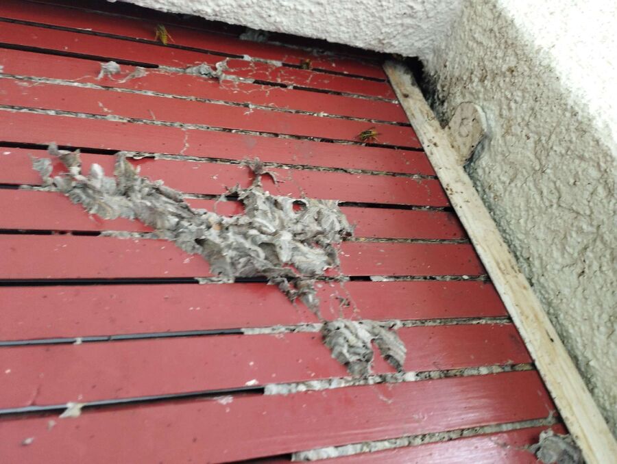 Bee nest at the house remove