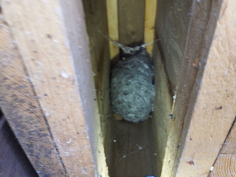 Bee nest at the house remove