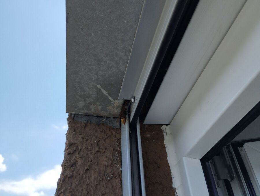 Relocate bees & remove bee nest