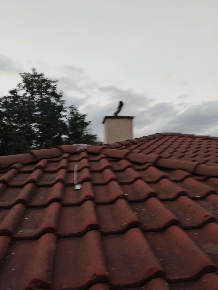 Bee nest at the house remove