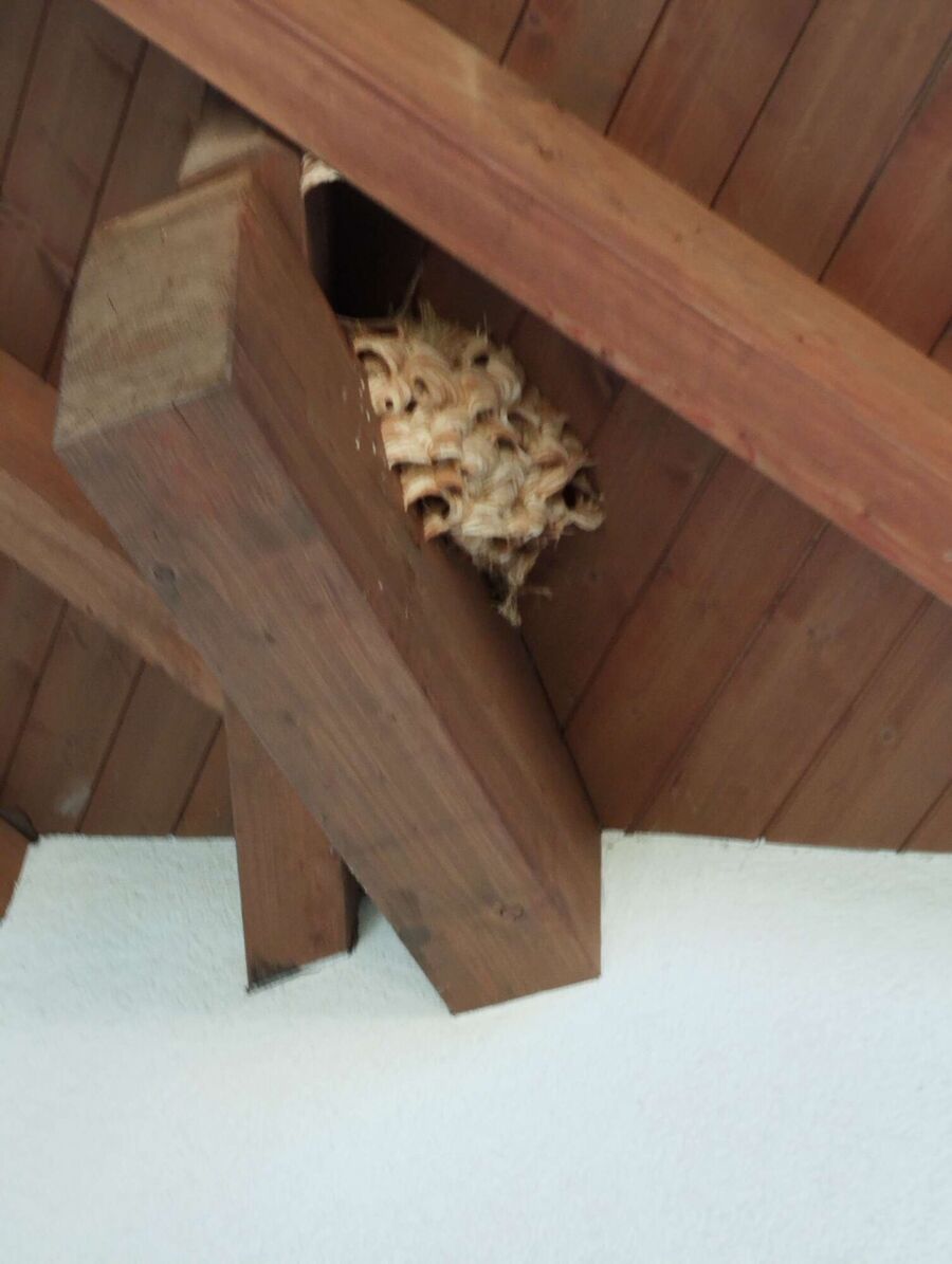 Remove bee nest