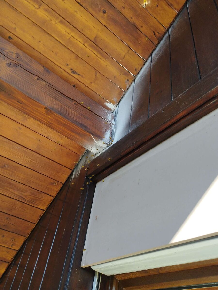 Bee nest at the house remove