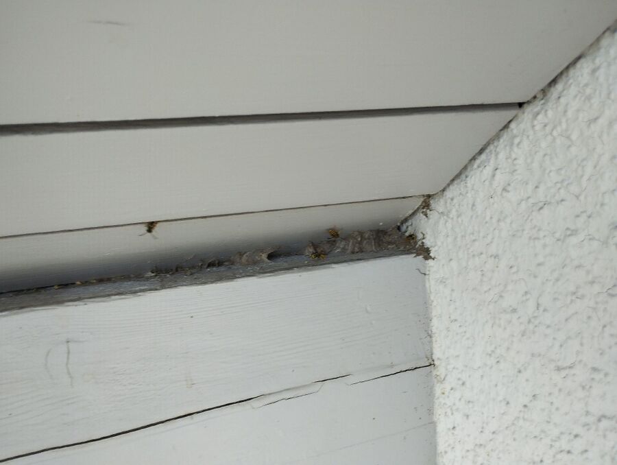 Bee nest at the house remove