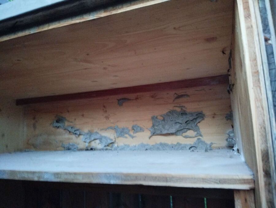 Bee nest at the house remove