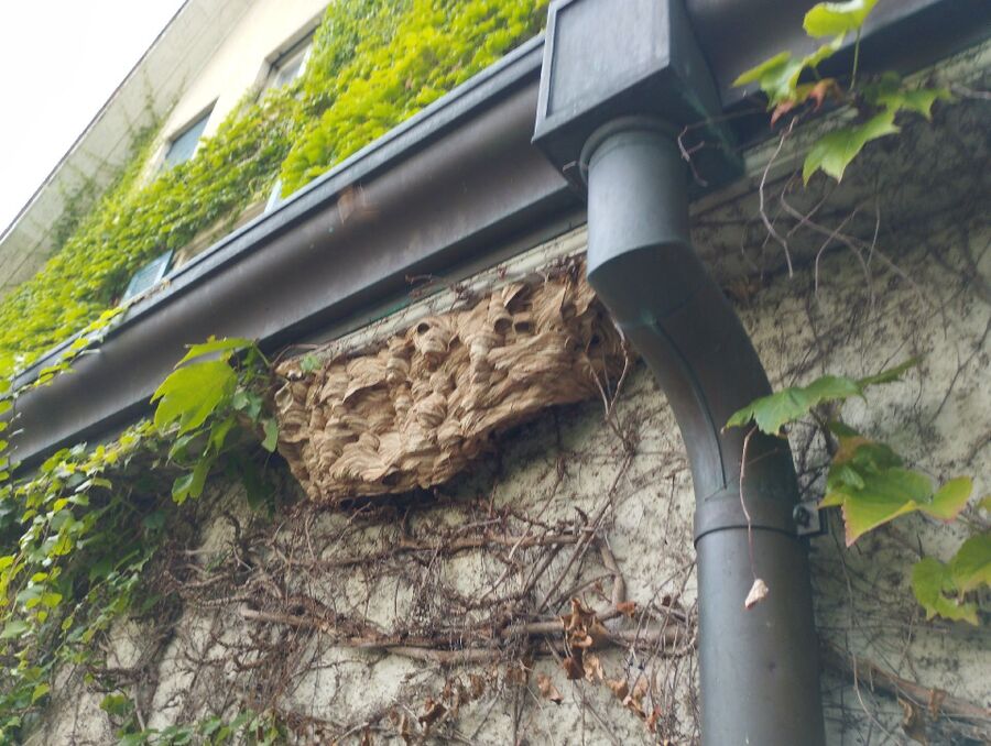 Relocate bees & remove bee nest