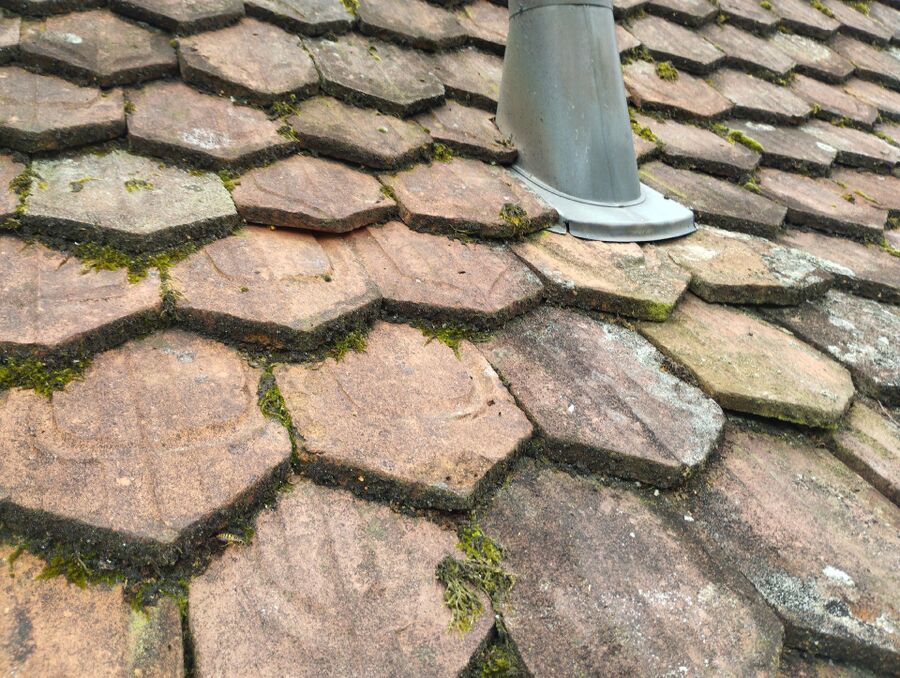 Bee nest at the house remove