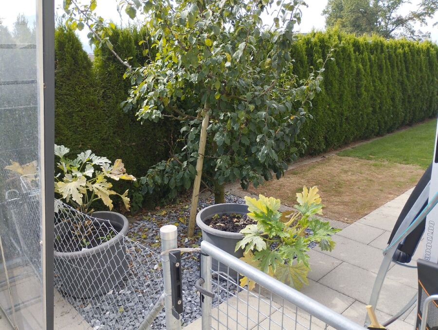 Bee nest at the house remove