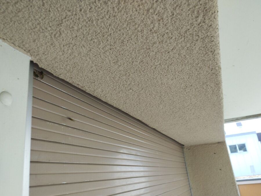 Relocate bees & remove bee nest