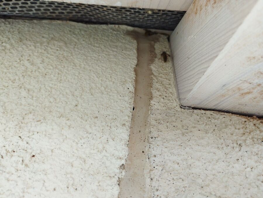 Relocate bees & remove bee nest