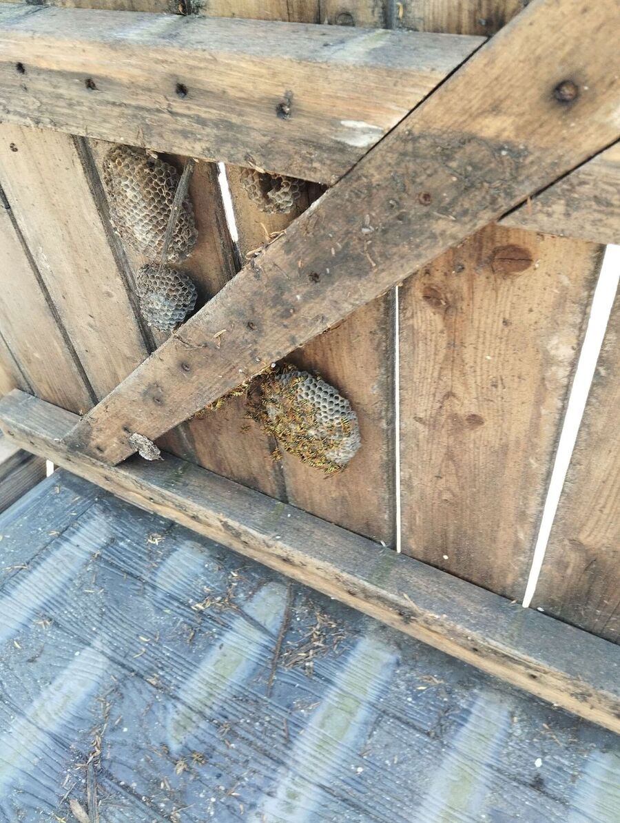 Relocate bees & remove bee nest