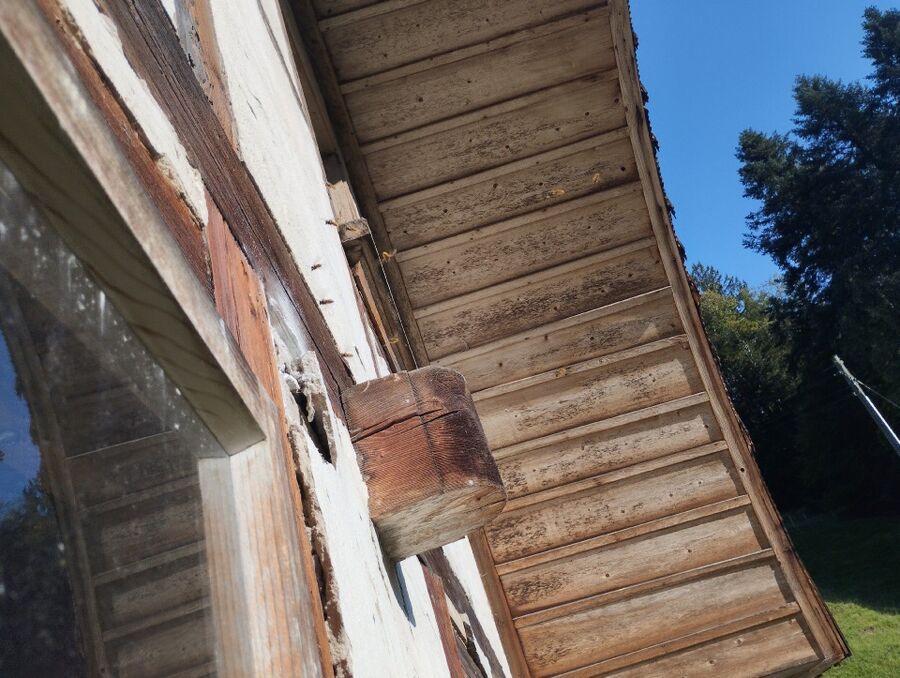 Relocate bees & remove bee nest