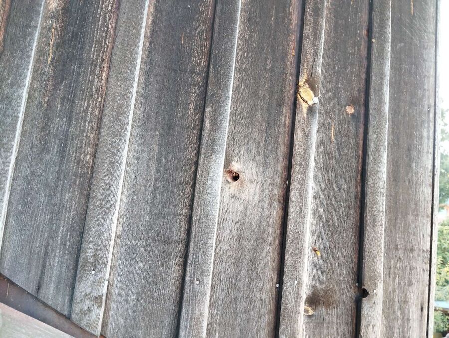 Bee nest at the house remove