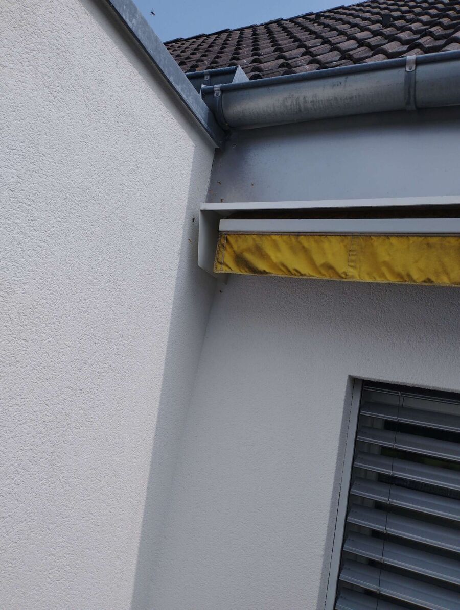 Bee nest at the house remove