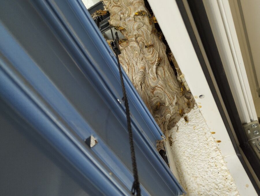 Bee nest at the house remove