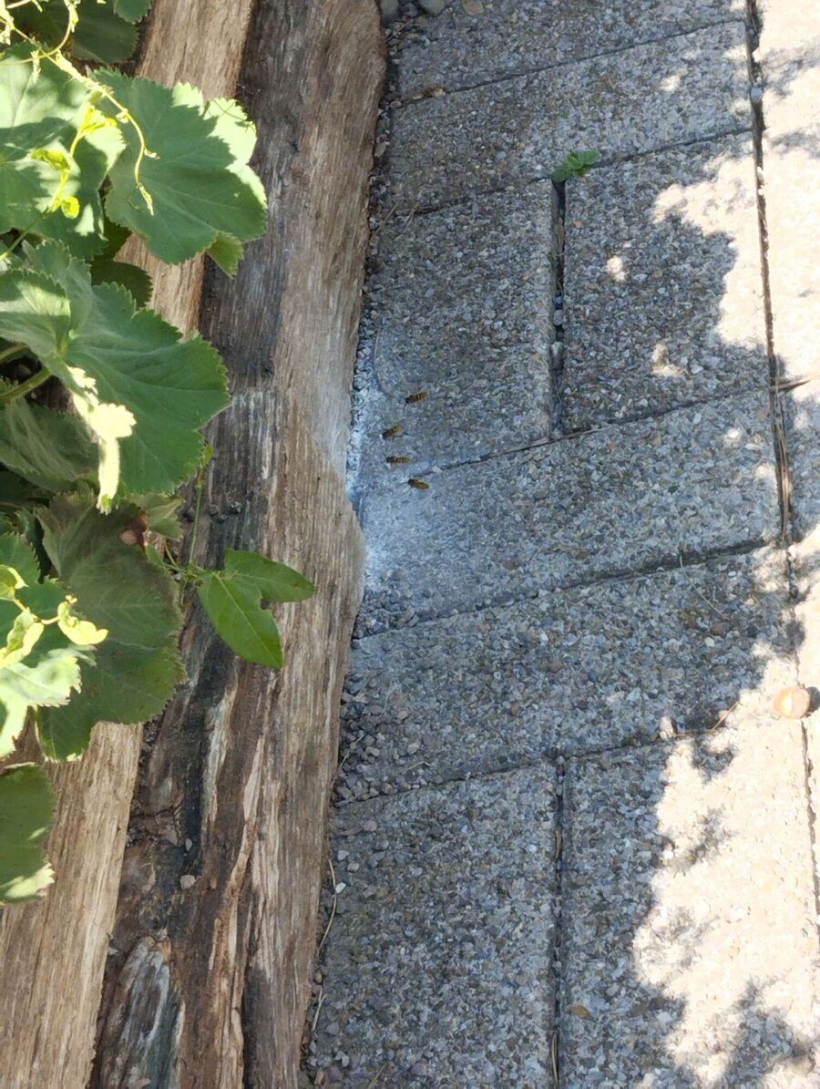 Relocate bees & remove bee nest