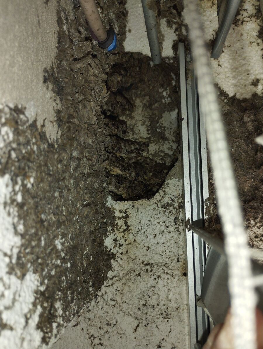 Bee nest at the house remove