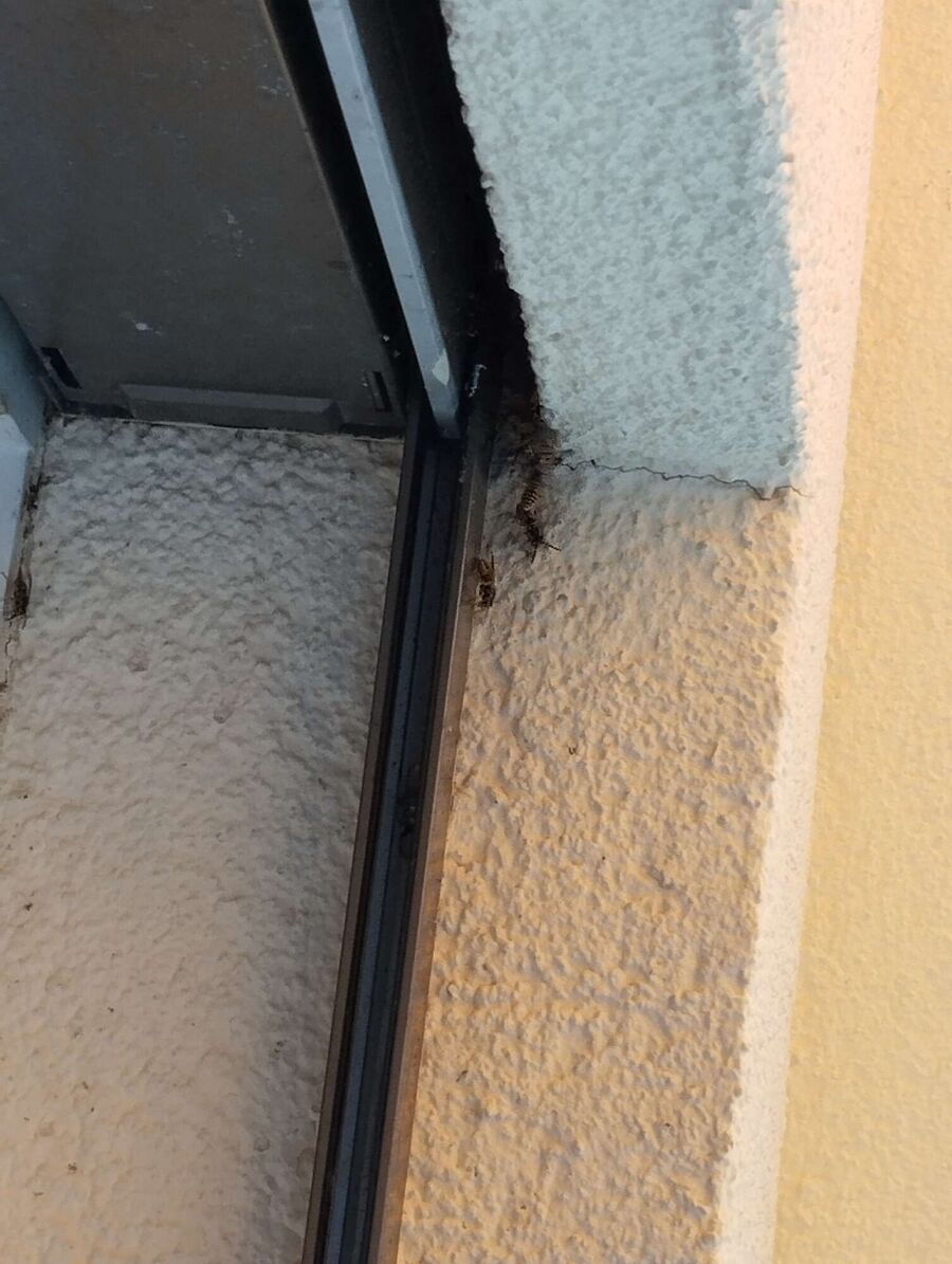 Bee nest at the house remove