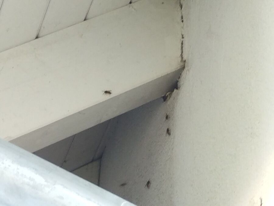 Relocate bees & remove bee nest