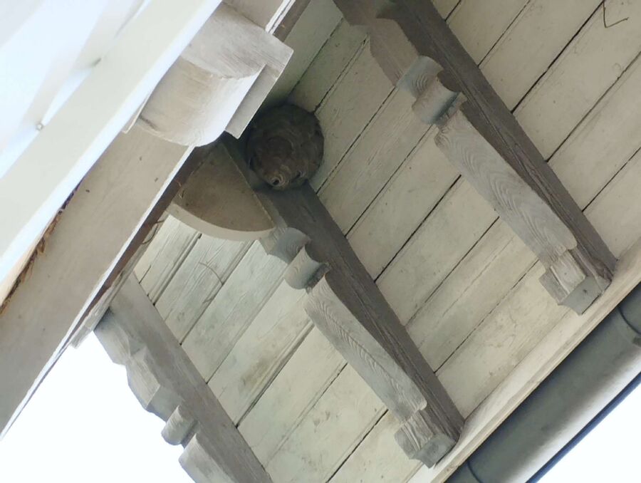 Relocate bees & remove bee nest