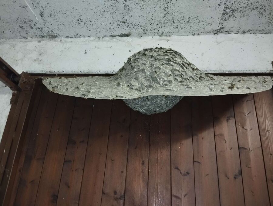 Remove bee nest