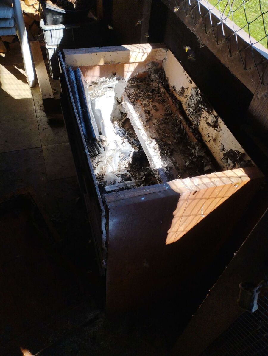 Bee nest at the house remove