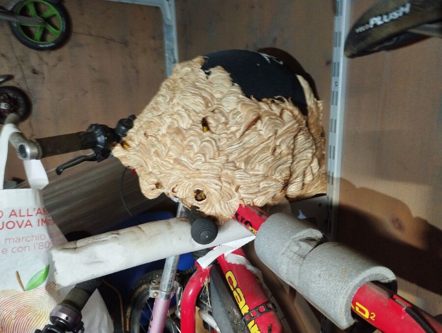 Relocate bees & remove bee nest