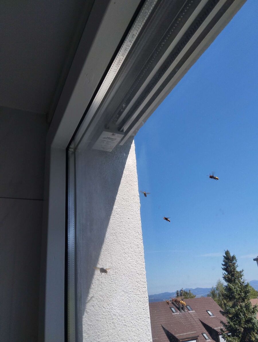 Bee nest at the house remove