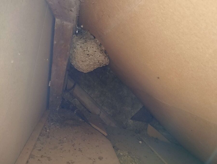 Bee nest at the house remove