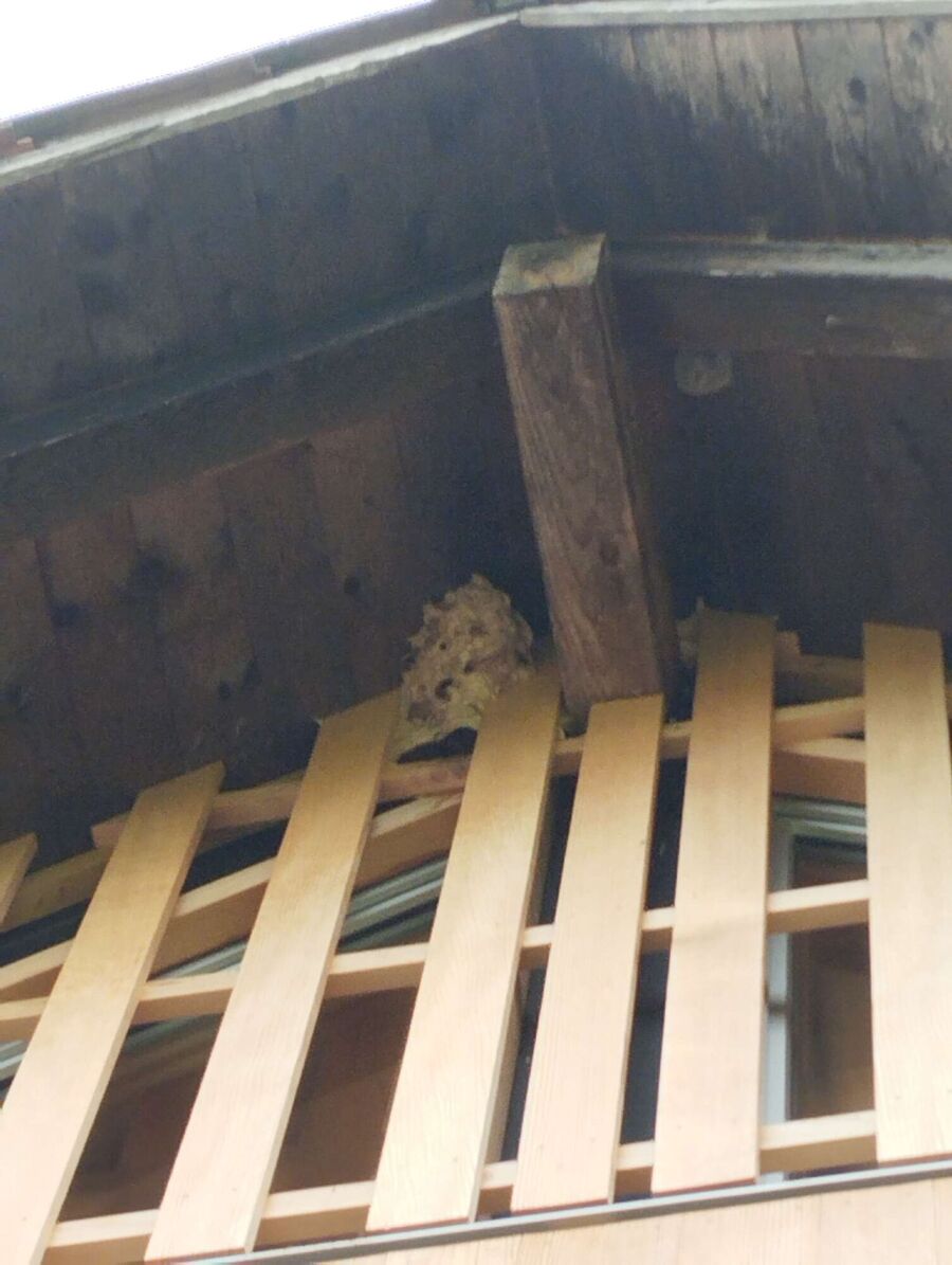 Bee nest at the house remove