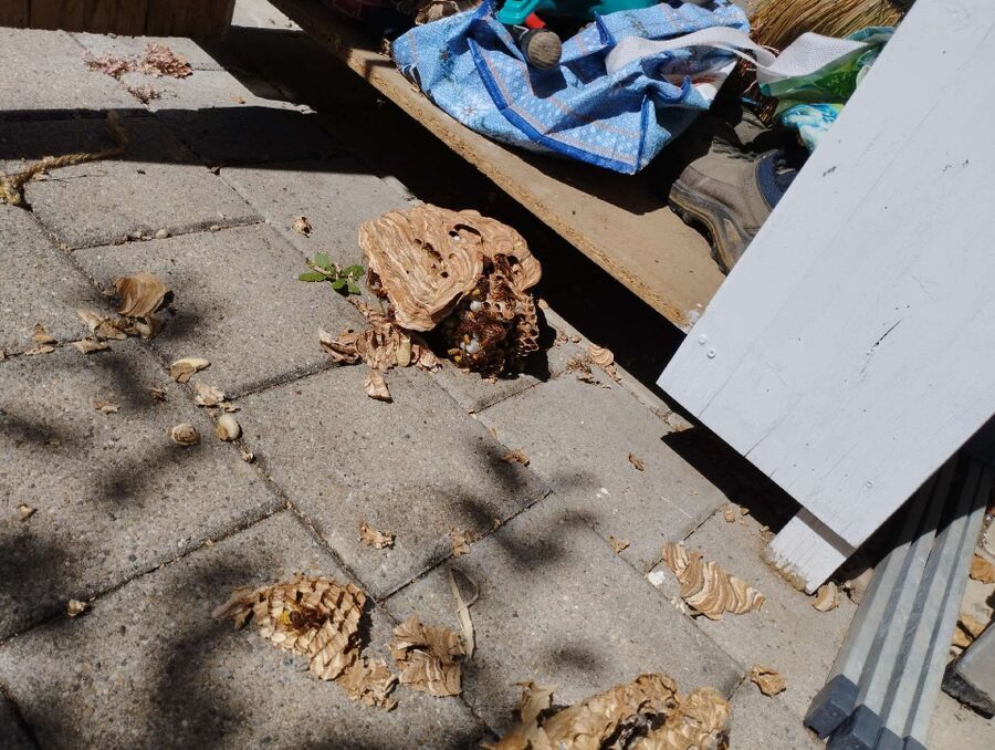 Relocate bees & remove bee nest